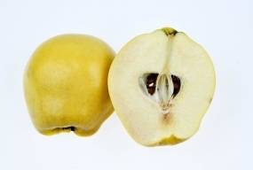 Недооцінена айва. Або користь «золотого яблука» при діабеті
